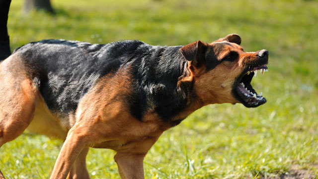 元特殊部隊員が教える犬の攻撃から身を守る術