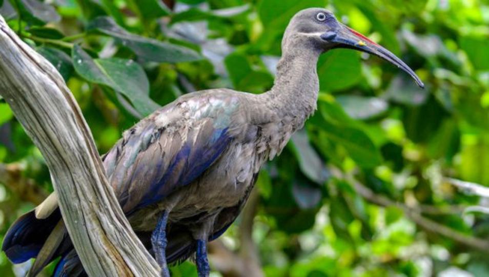 野生動物を餌付けしてはいけない理由