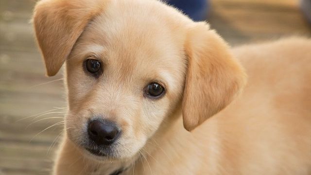 子犬は赤ちゃん言葉で話しかけられるのが好き