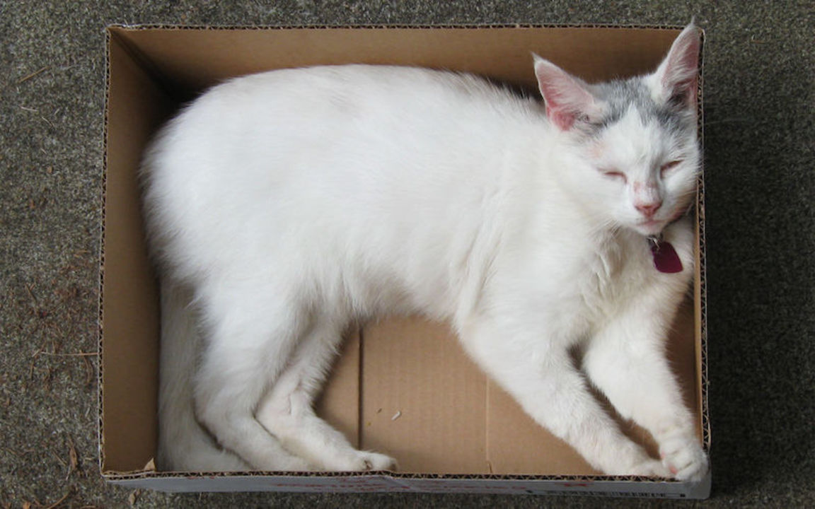 猫が段ボール箱みたいな 狭い場所 を好むのはなぜ ライフハッカー 日本版