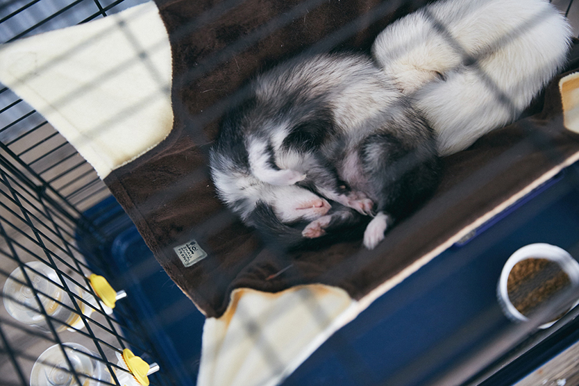 roomie_pet_170416_082
