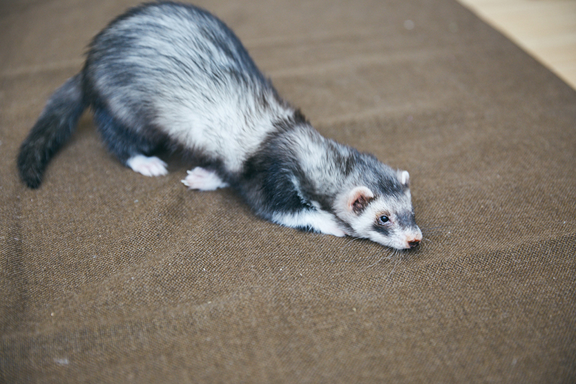 roomie_pet_170416_102