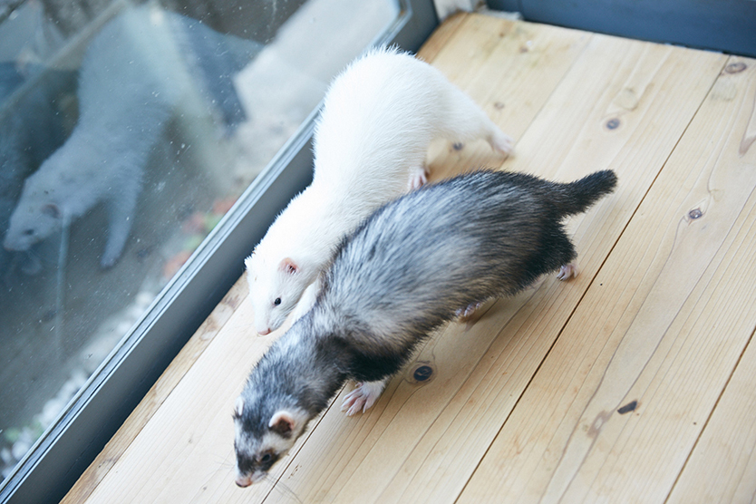 roomie_pet_170416_105
