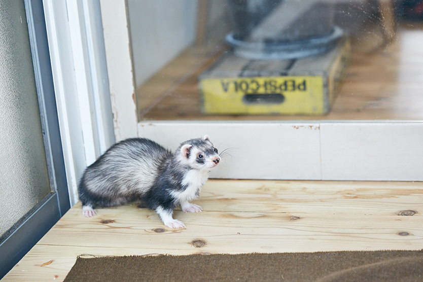 roomie_pet_170416_107