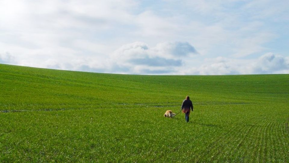 犬を飼うと健康になる:研究結果