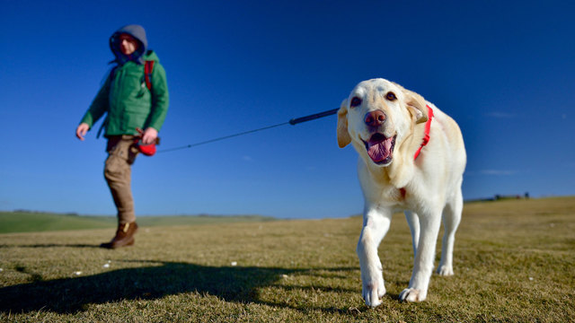 愛犬の散歩中、よその犬と挨拶させない方が良い理由