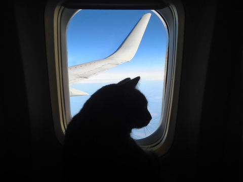 ペットを飛行機に乗せるときの10の注意点