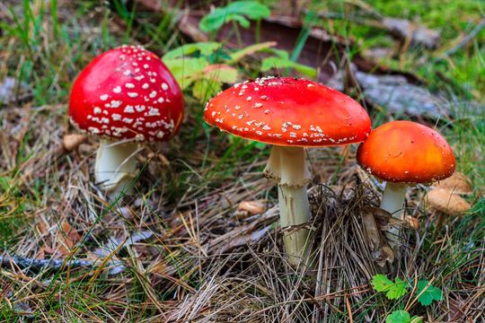 「食べられるキノコを教えてくれるアプリ」に頼ってはいけない
