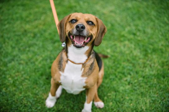 愛犬のリードは従来のタイプと最新の巻き取り式、どちらにすべきか