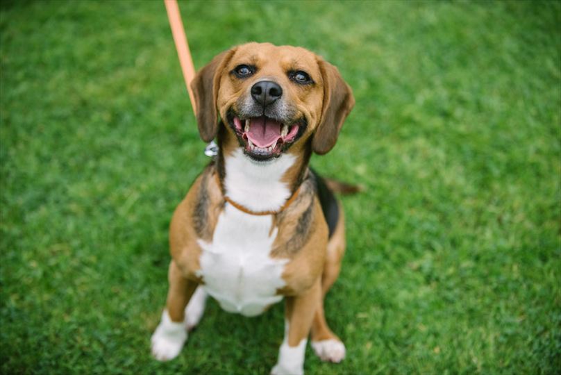 愛犬のリードは従来のタイプと最新の巻き取り式、どちらにすべきか