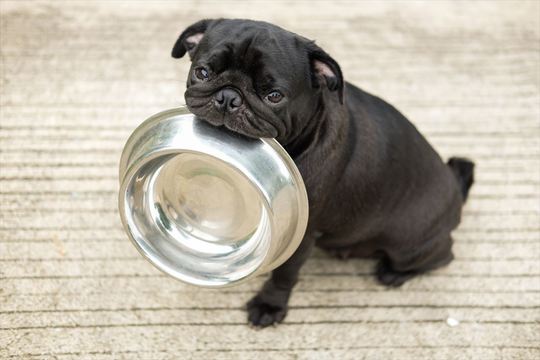 愛犬の食生活もベジタリアンに移行すべきかどうか
