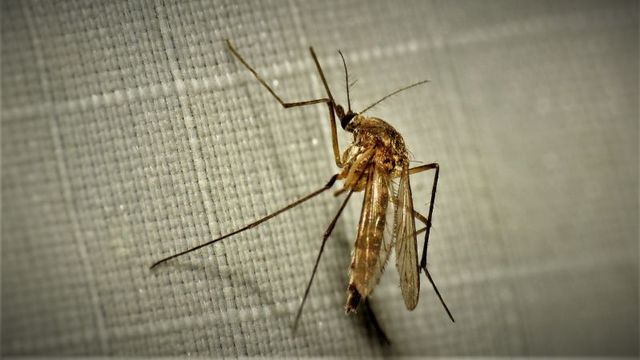 秋の安眠を妨げる蚊を退治する2つの方法