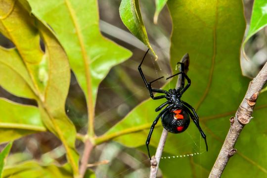 毒グモの代表格、クロゴケグモは怖がらなくてよい理由