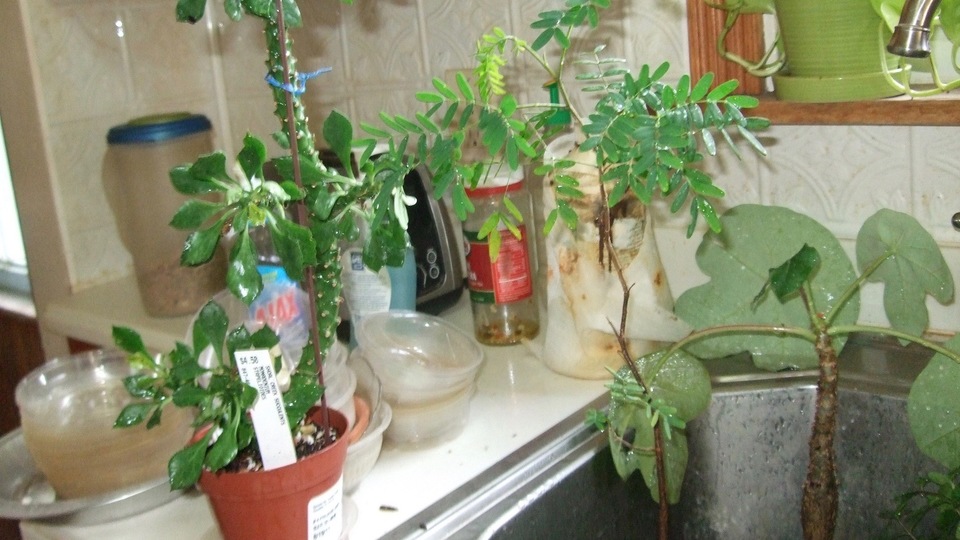 年に2回でいいから、屋内の植物の葉っぱをチェックしてあげて
