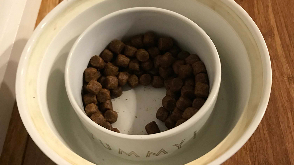 愛犬のペットフードにアリがたかるのを防ぐ方法
