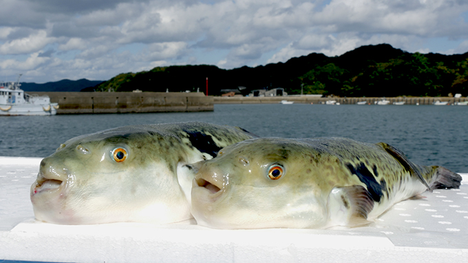 20180130-torafugu01-1
