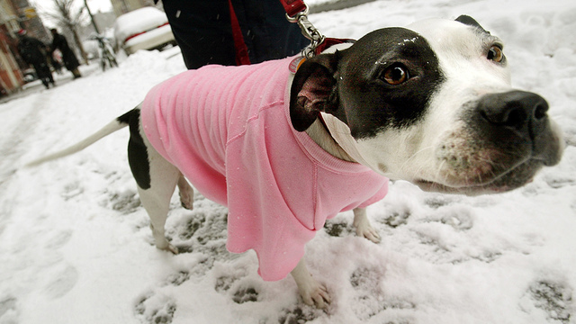 命の危険も。寒い冬は犬の散歩に注意しましょう