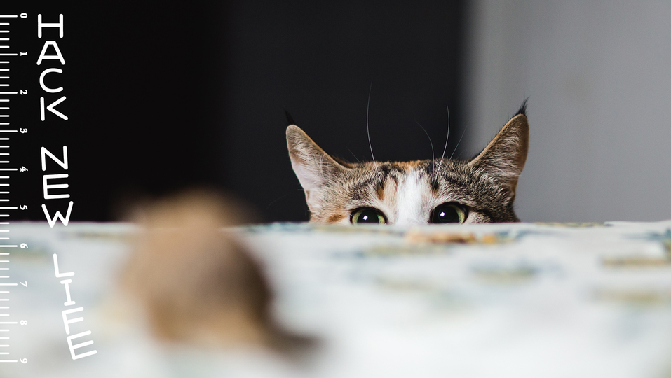 新生活に家電を買うなら?ライフハッカー編集部のウィッシュリスト