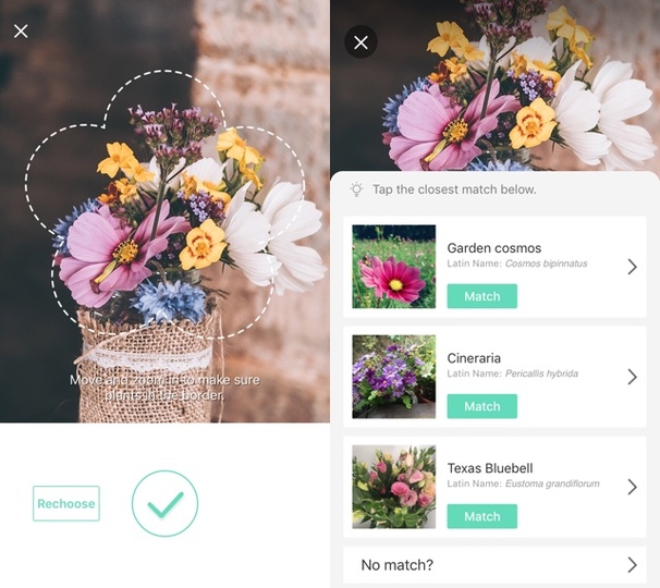 写真を撮るだけでその花の名前が調べられるアプリ Picturethis ライフハッカー 日本版