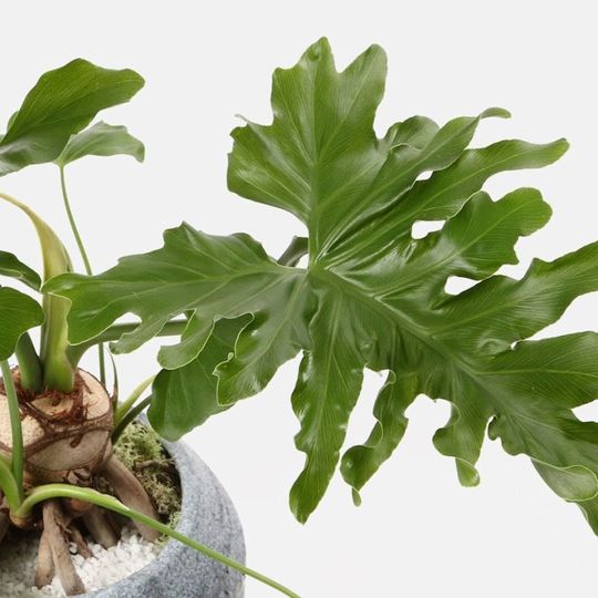 180312_philodendron_selloum_closeup
