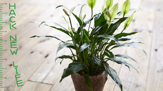 枯らしちゃっても「ありがとう」。初心者にオススメの観葉植物5選と育て方のコツ