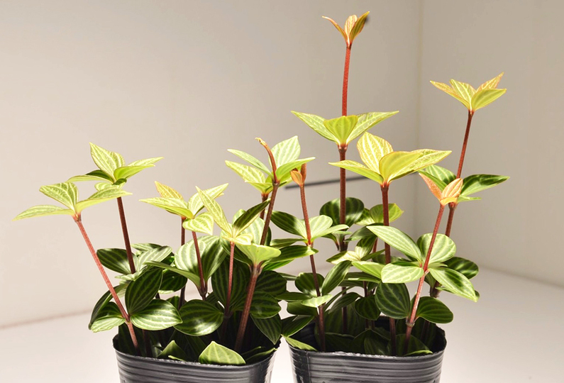 hacknewlife-foliage-plant13