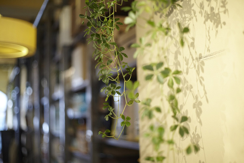 hacknewlife-foliage-plant19