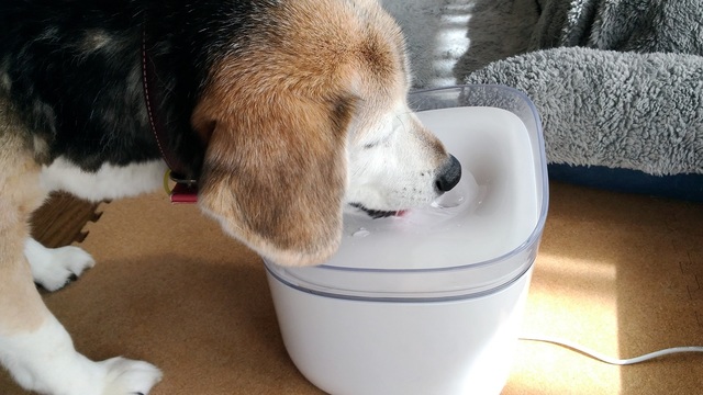 可愛いペットには「循環式給水器」でいつも清潔な水を~外出先でもアプリで水質チェック可能【今日のライフハックツール】
