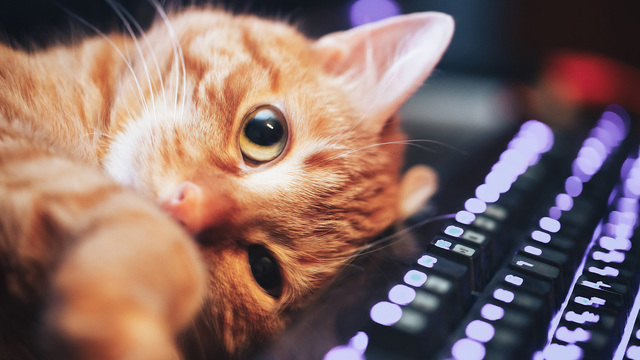 愛猫のDNAが飼い主に教えてくれること