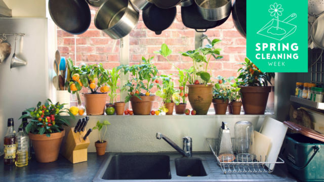 掃除が苦手な人は、観葉植物を部屋に置くといい