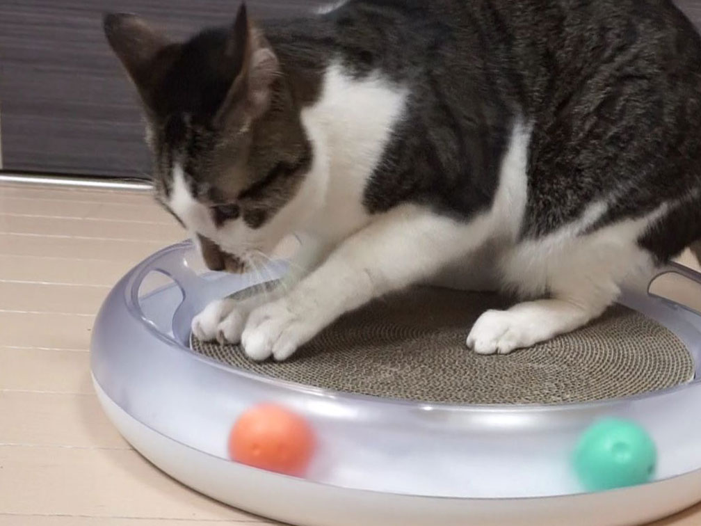 20180514-catscratcher03