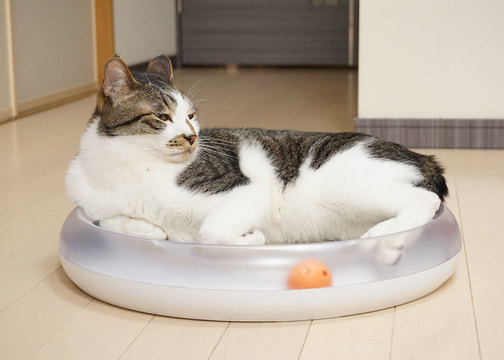 爪とぎ場やベッドに。米国で大人気のキャットトイをネコに使ってもらった