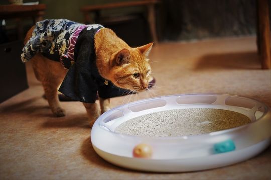 遊ばない猫たちを2秒で魅了する多機能トイ｢CatScratcher｣の実力