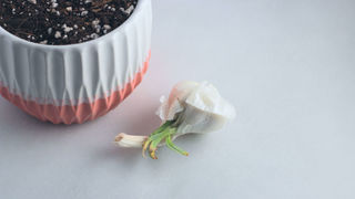 ｢食べる、捨てる｣でもない。芽が出たニンニクを有効活用する第三の手｢育てる｣