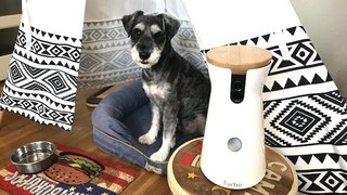 【読者限定で2,000円オフ】スマホ連携で愛犬と遊べるドッグカメラ「Furbo」を実際に使ってみた、これならお留守番も安心だね