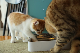 猫ちゃんからの評価は上々。自動給餌機｢FRESH ELEMENT（フレッシュエレメント）｣を猫カフェで使ってみた