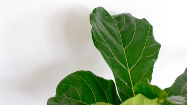 2年間1日も欠かさず、植物を撮影してみたよ【動画】