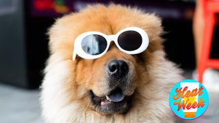 人間と同じじゃないよ、愛犬を熱中症から守る方法