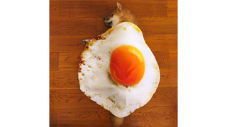 食べたくなるほどカワイイ。目玉焼きブランケットはいかが？