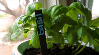 寒い季節に備えて鉢植えを室内に移すときのTips