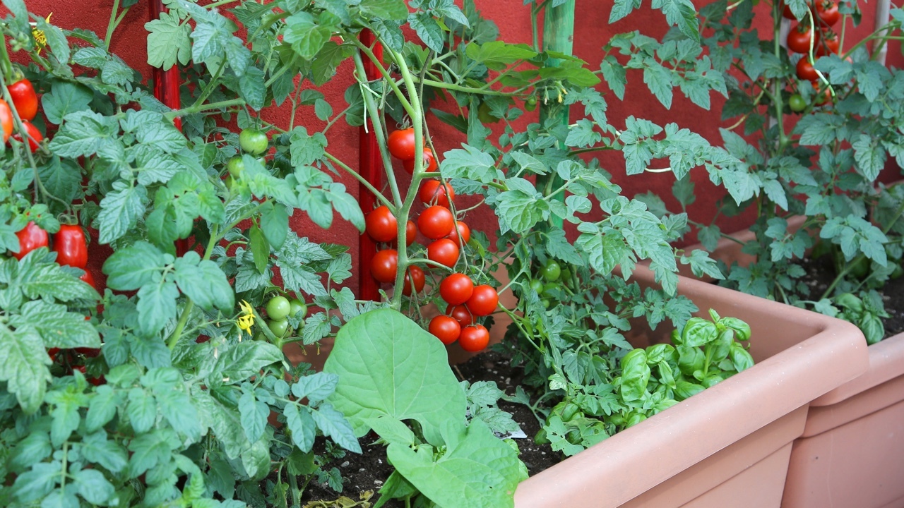 vegetable_future_04