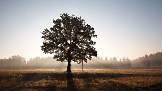 インスパイアを受けた人が好んでいる｢3人｣を、徹底的にリサーチしよう。｢クリエイティブの系図｣を作る手順