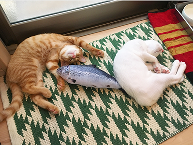 cat2