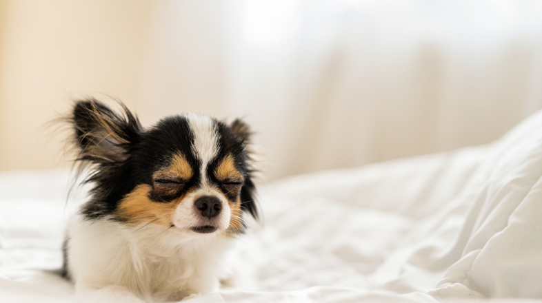 shutterstock_1040362855