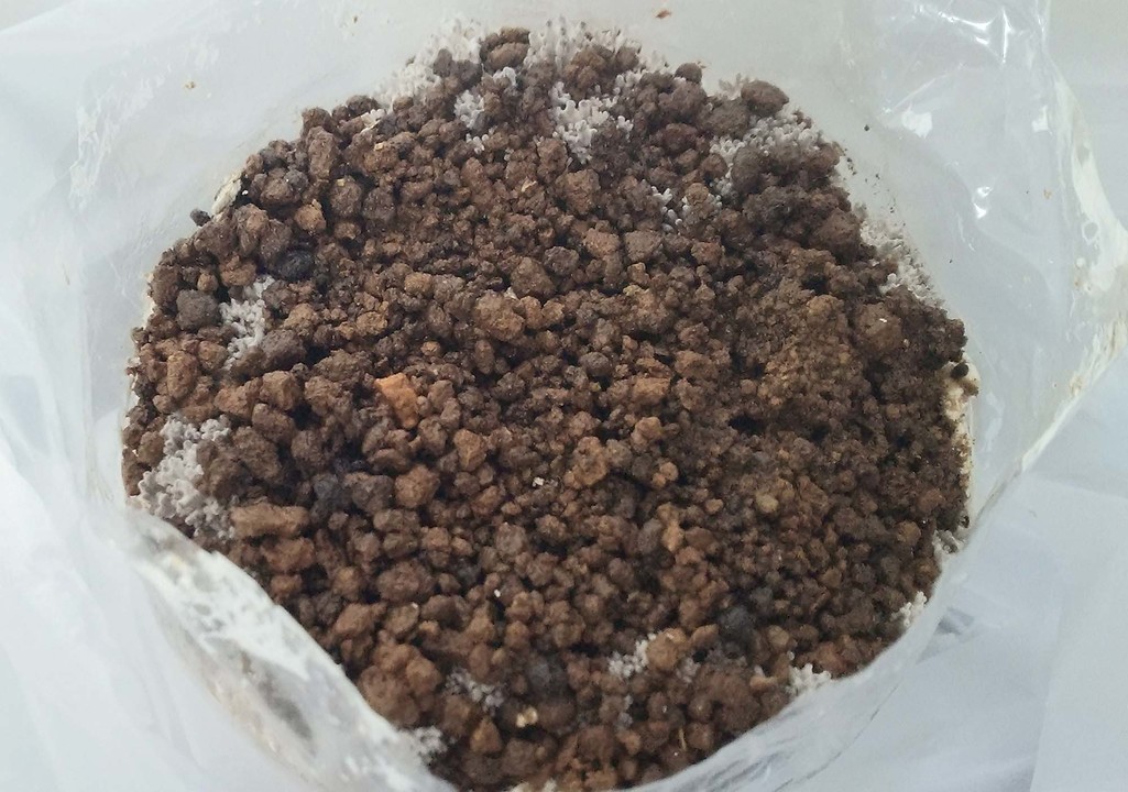 キノコ栽培キット5種を比べてみた