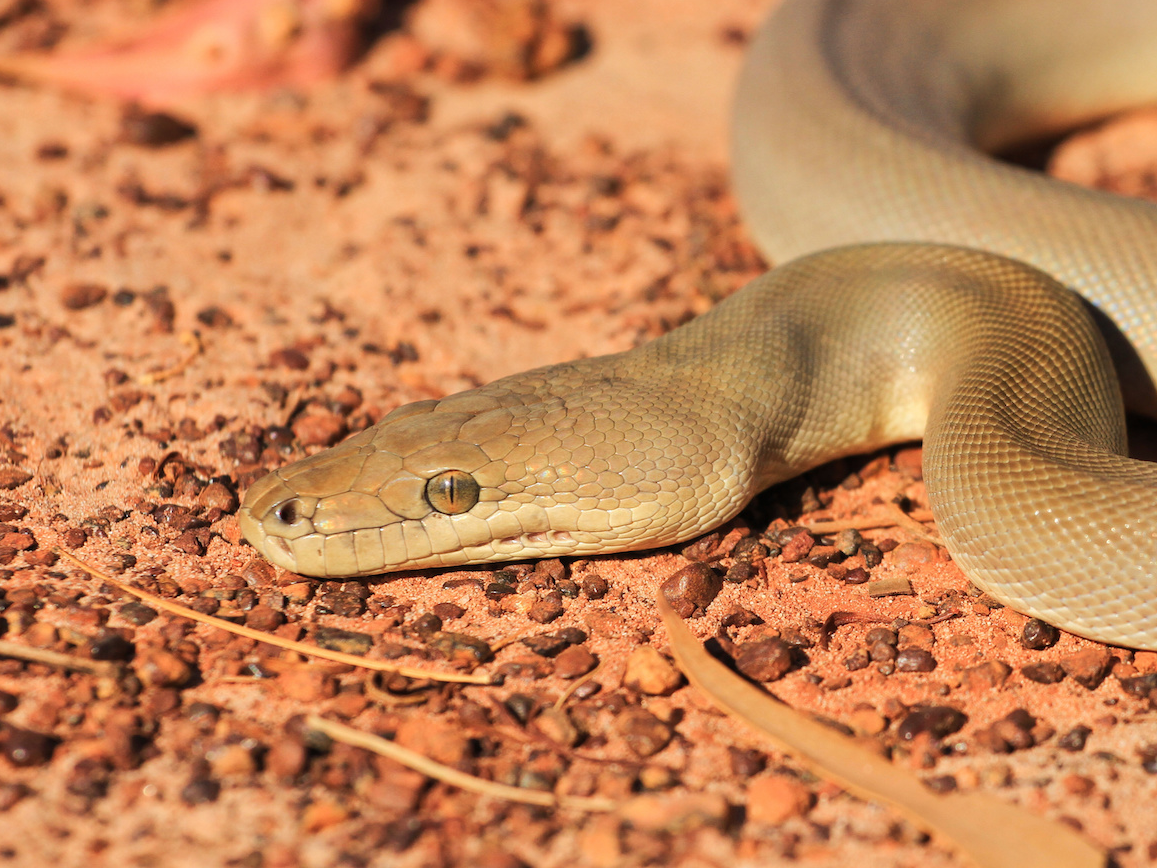 Python