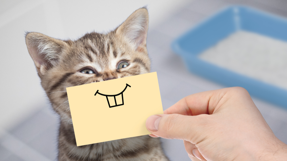 社会的機能に影響を与える可能性のあるその他の認知症の症状