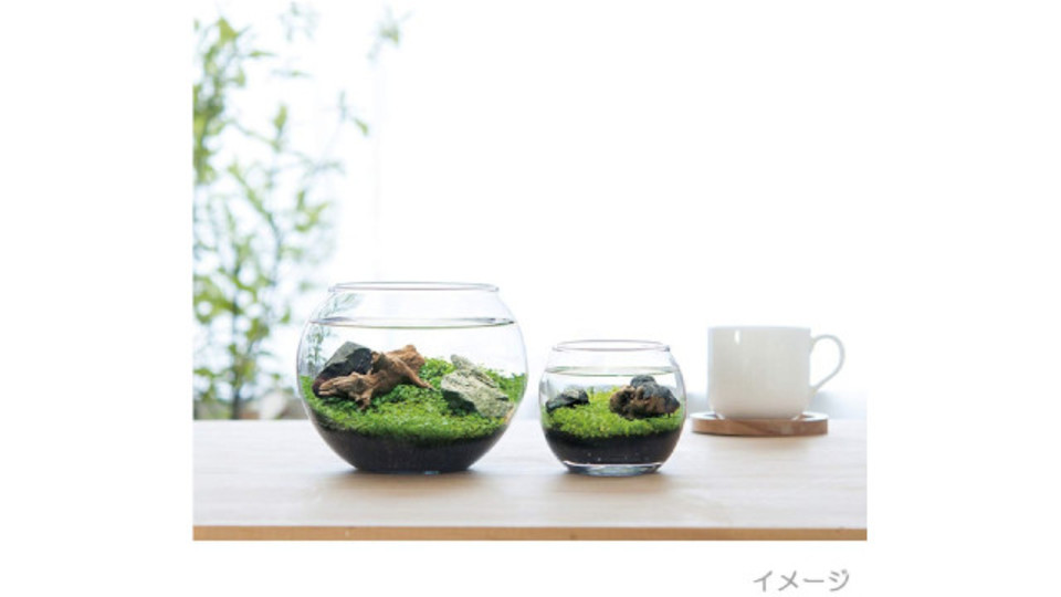 ガラス鉢の水景に癒される…! これさえあれば始められる水草アクアリウムキット