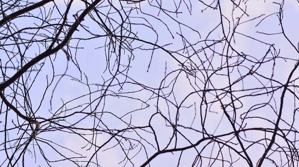 木と空