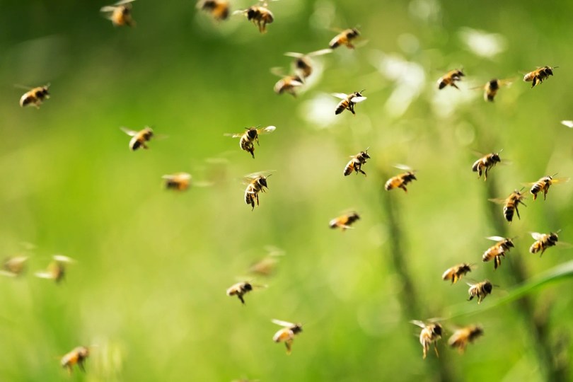 スタンフォード大学の研究員が説く、目標達成のための小技「Swarm of Bs」とは?